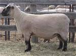 Sheep Trax Galileo 915G